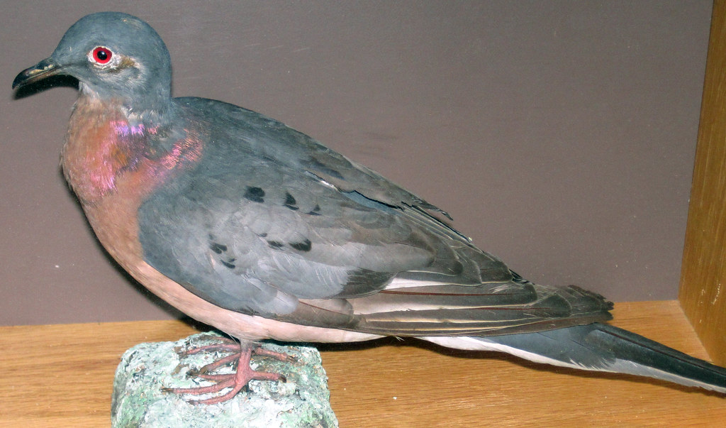 A taxidermied Passenger Pigeon with red eyes and iridescent plumage is displayed on a wooden base.