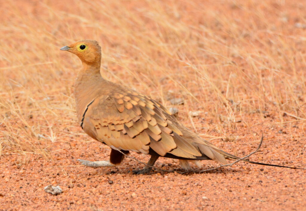 A chestnut-bellied sandgrouse with warm brown plumage stands on dry, reddish earth.