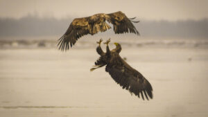 White-tailed Sea Eagles engaged in mid-air battle above a body of water