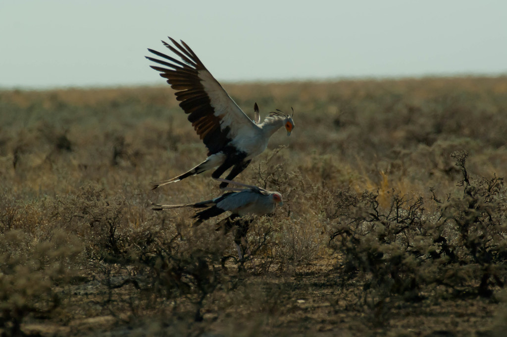 Two Secretarybirds interact in a dry, grassy landscape, one soaring above the other.