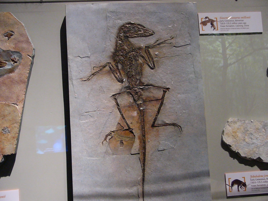 A well-preserved Sinornithosaurus fossil is displayed in a museum exhibit.