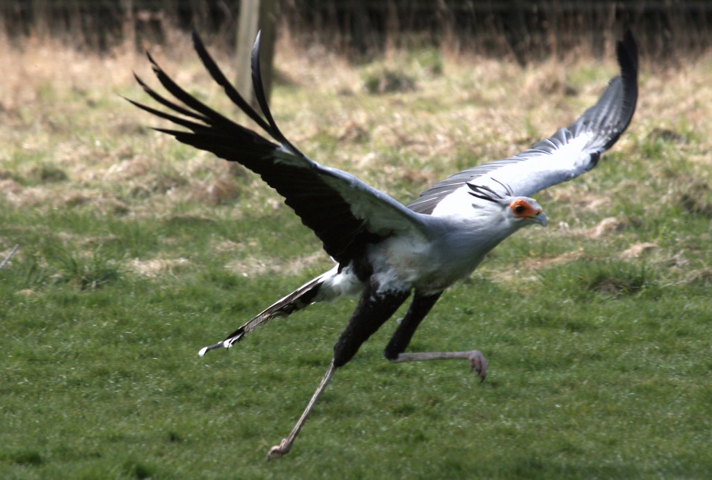 A Secretary Bird takes flight from green grass with its large wings spread.