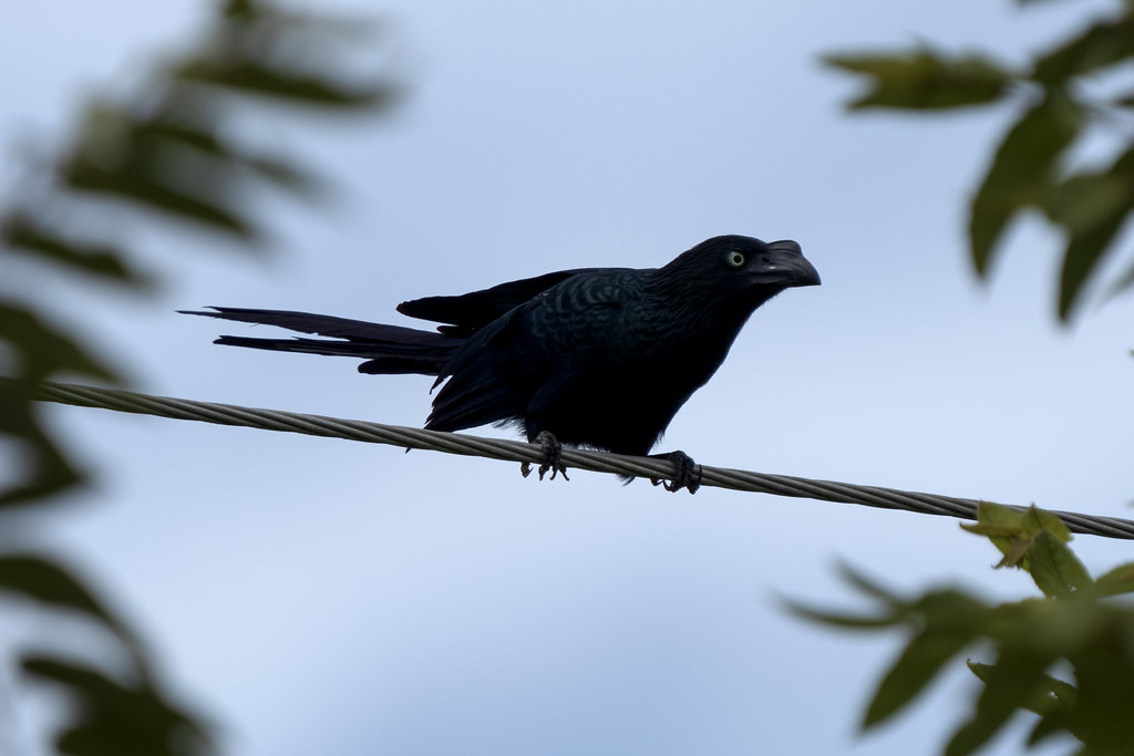 A Greater Ani, a glossy black bird with pale eyes, perches on a wire.