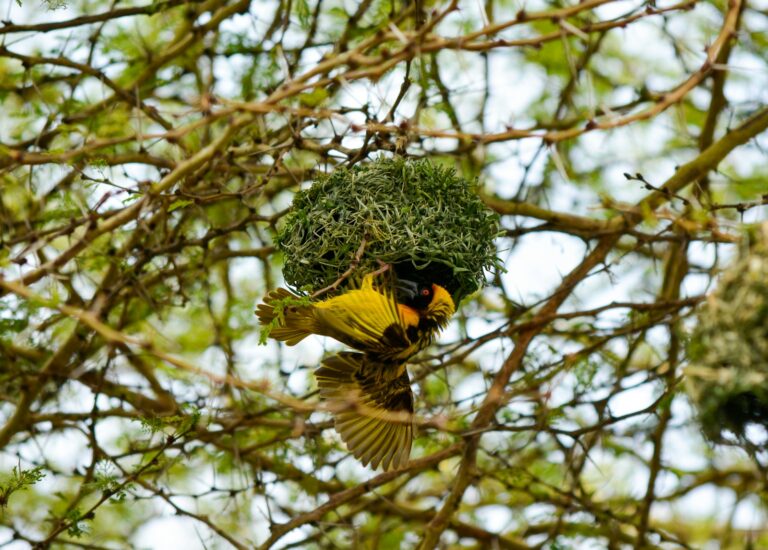 A Baya Weaver hangs upside down from its woven nest.