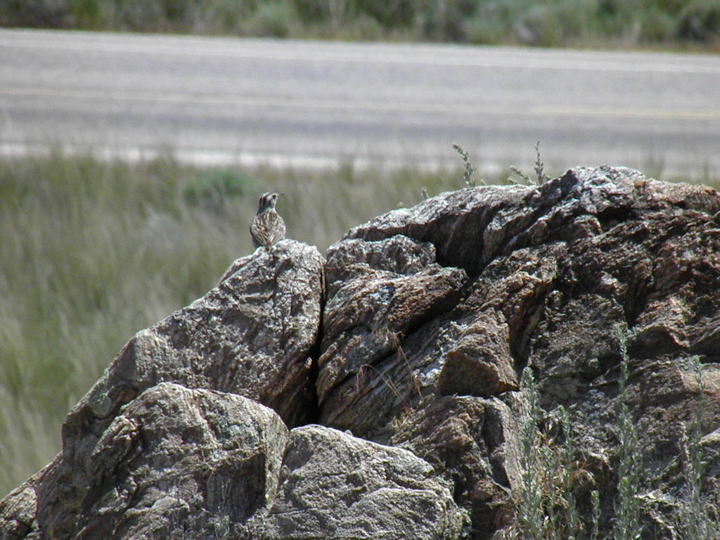 A striped Rock Sparrow perches on a rugged rock formation, observing its surroundings.