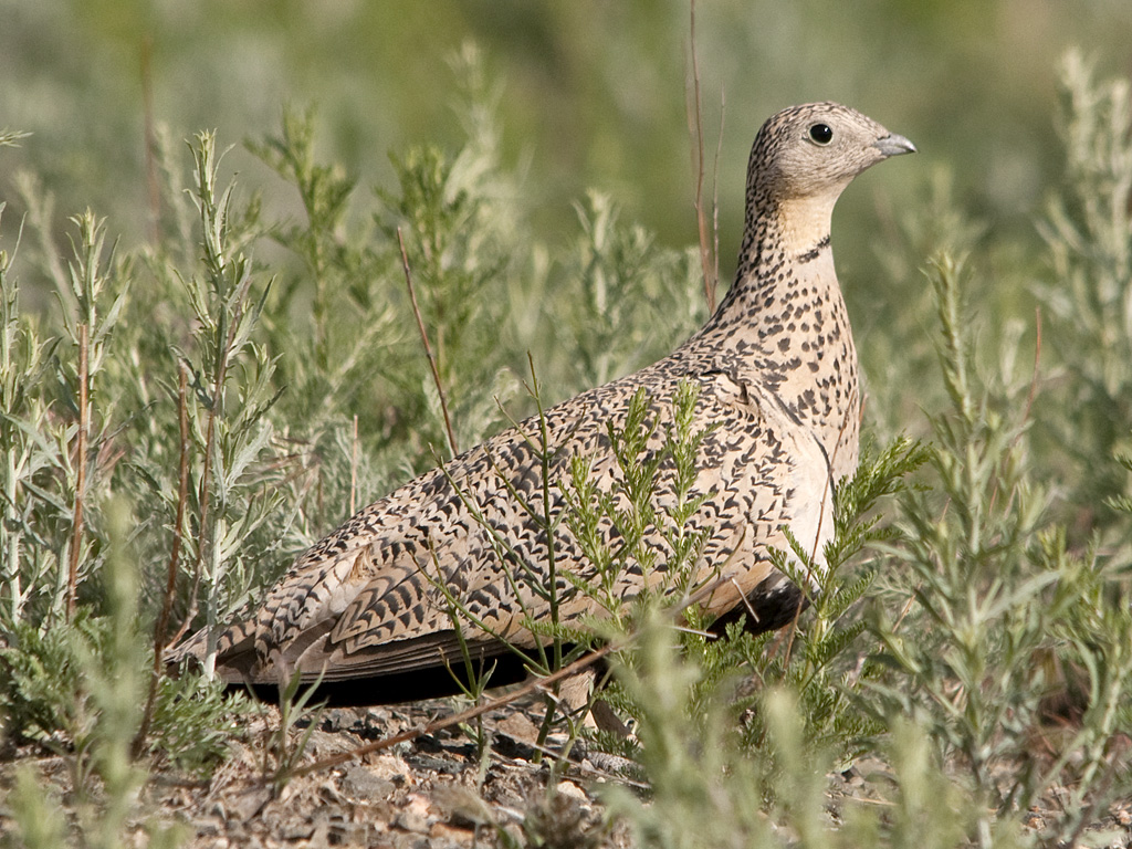 A black-bellied sandgrouse with speckled brown and cream plumage stands among green plants.