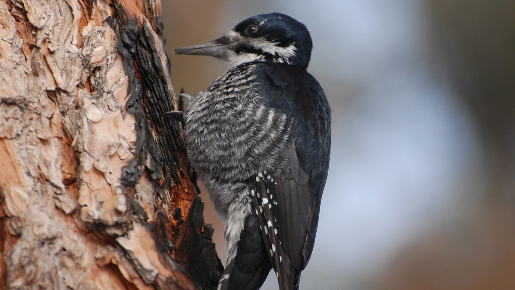 A Black-backed Woodpecker clings to a tree trunk, showing its black and white plumage.
