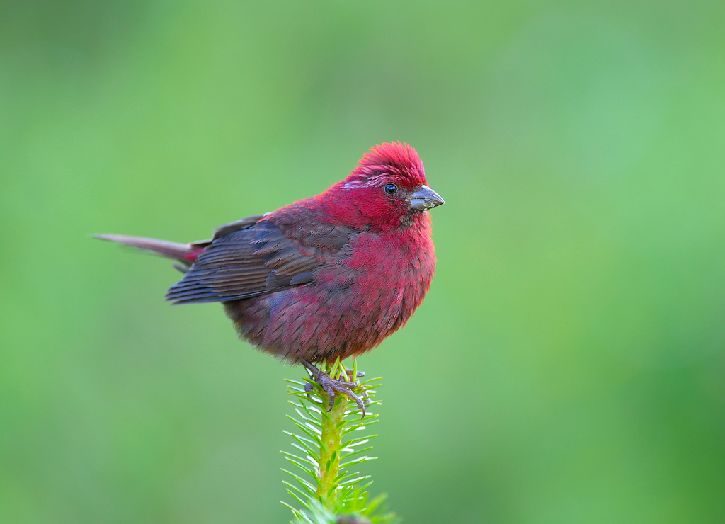 A Vinaceous Rosefinch perches on a green branch, displaying its deep reddish plumage.