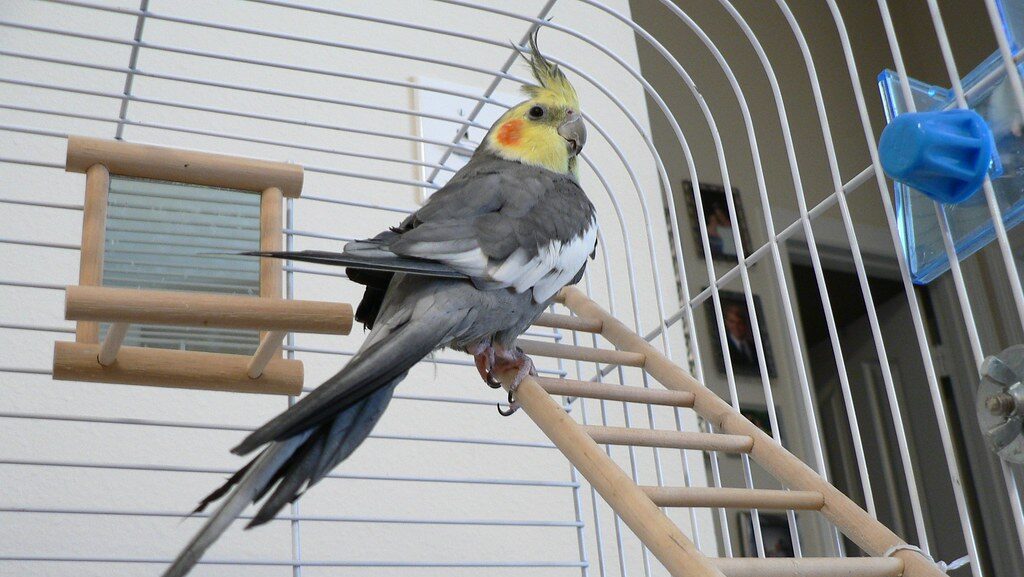 Cockatiel in cage with reflective mirror accessory