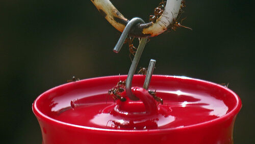 Ant moat on top of a feeder