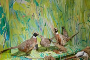 A diorama displays several taxidermied Ring-necked pheasants among green foliage.