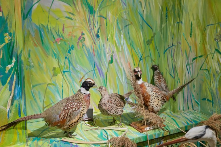 A diorama displays several taxidermied Ring-necked pheasants among green foliage.
