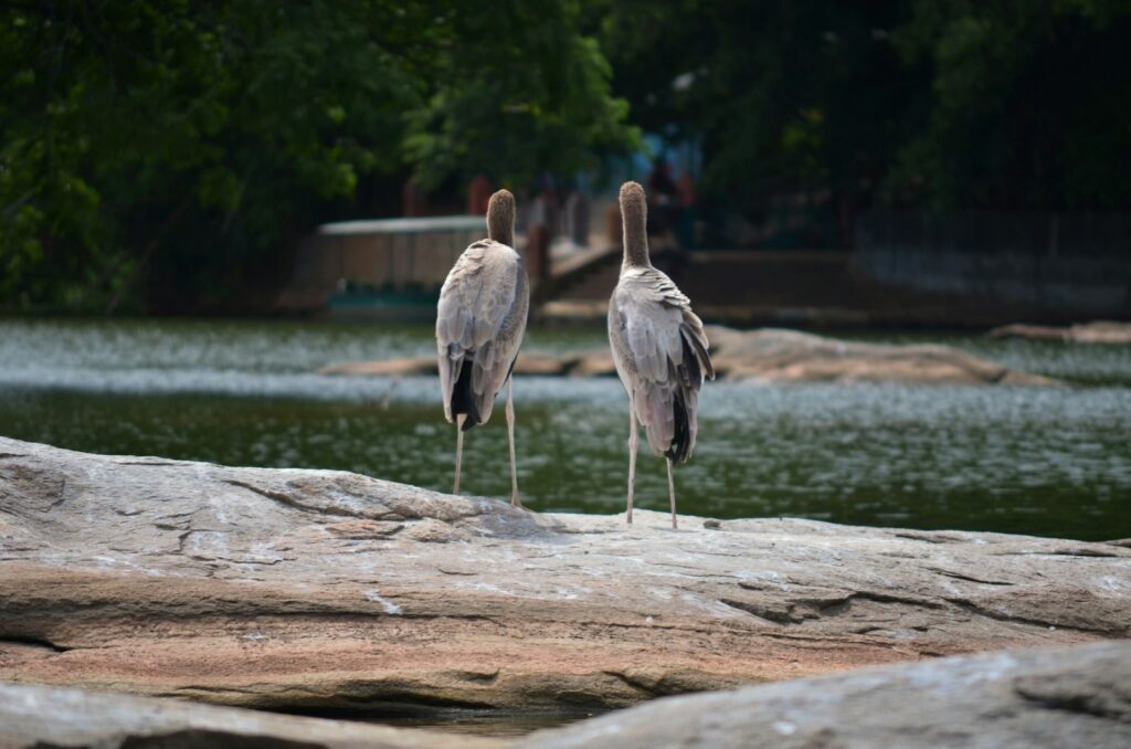 Two elegant Sarus Cranes stand on a rock, facing away from the viewer.