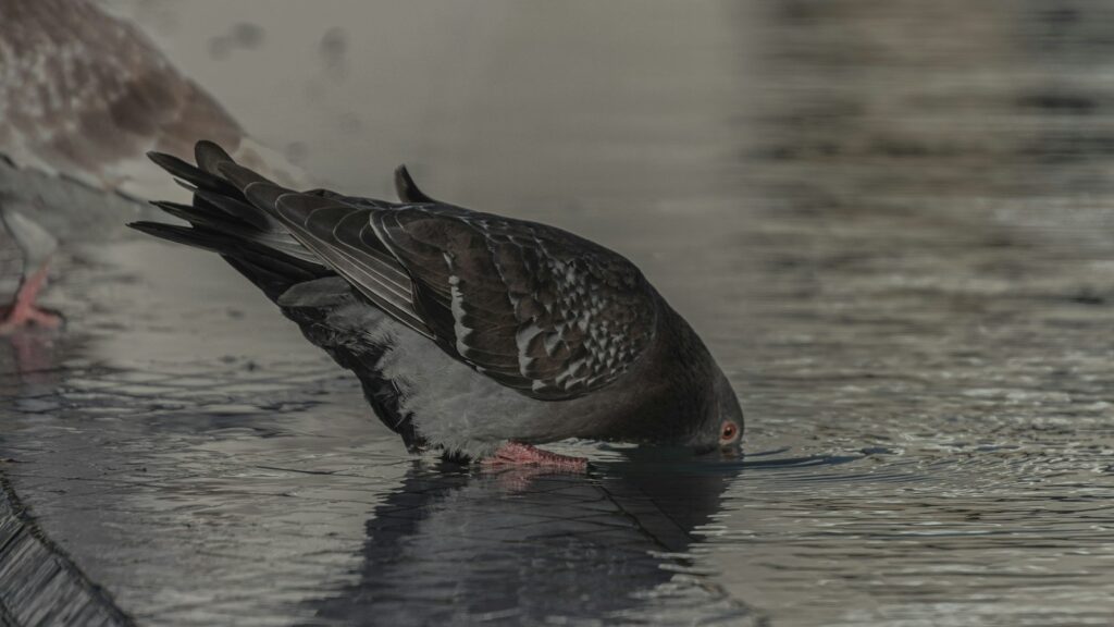 Pigeon drinking water from the edge of a stone fountain