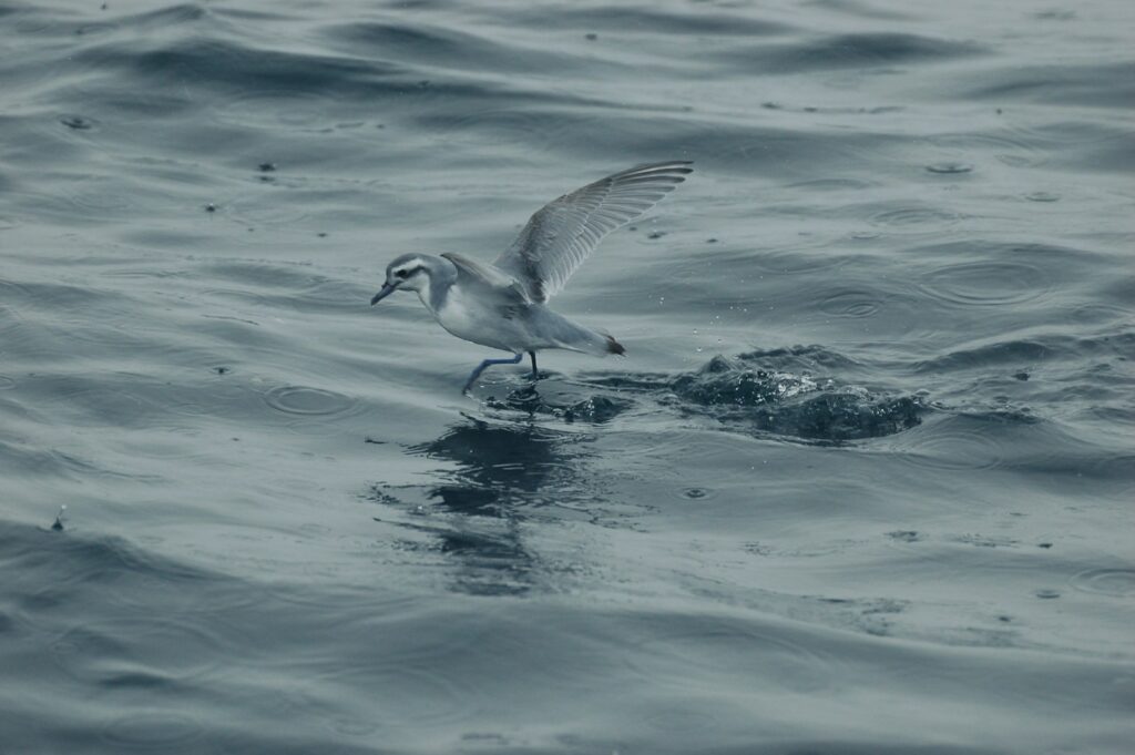 An Antarctic prion skims across the surface of the water with its wings slightly spread.