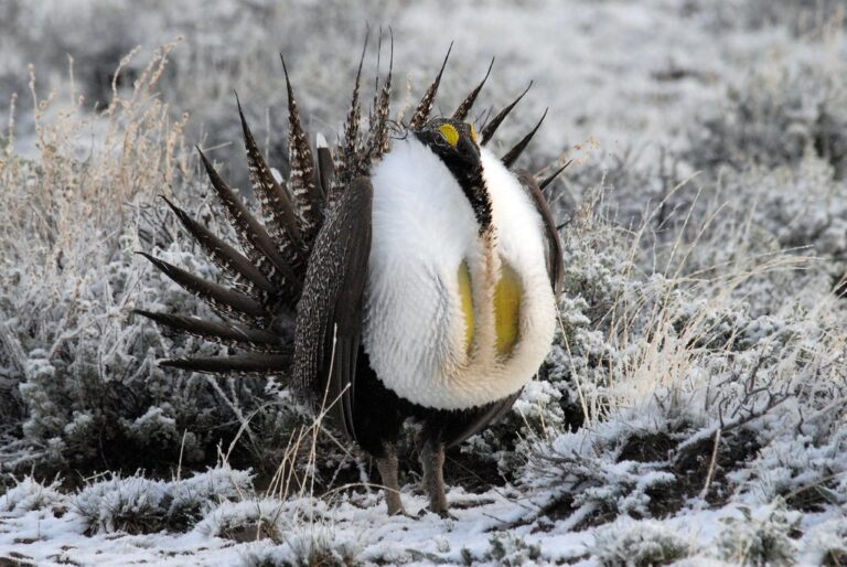 A greater sage-grouse displays its large white chest and pointed tail feathers in a snowy field.