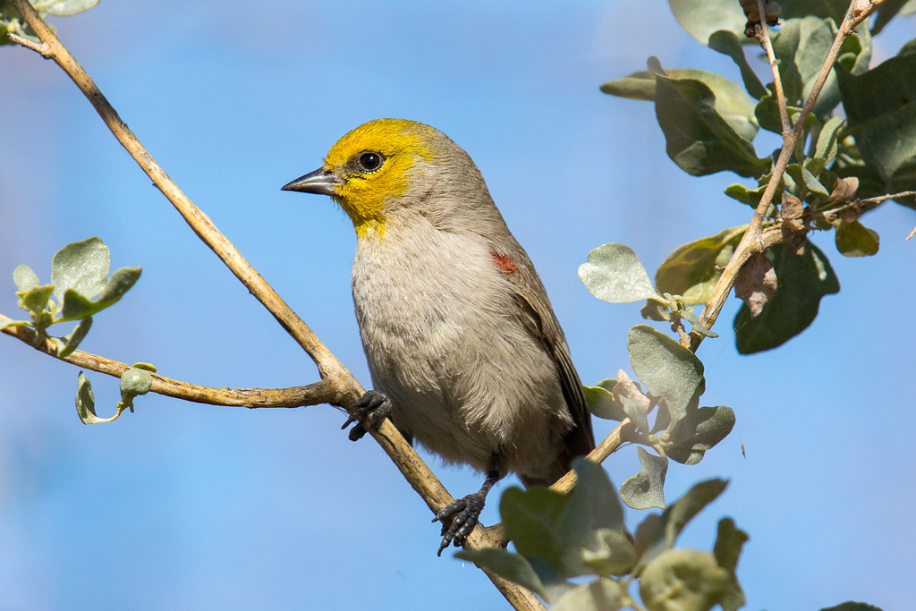 A Verdin perches on a branch, featuring its bright yellow head and grey body.