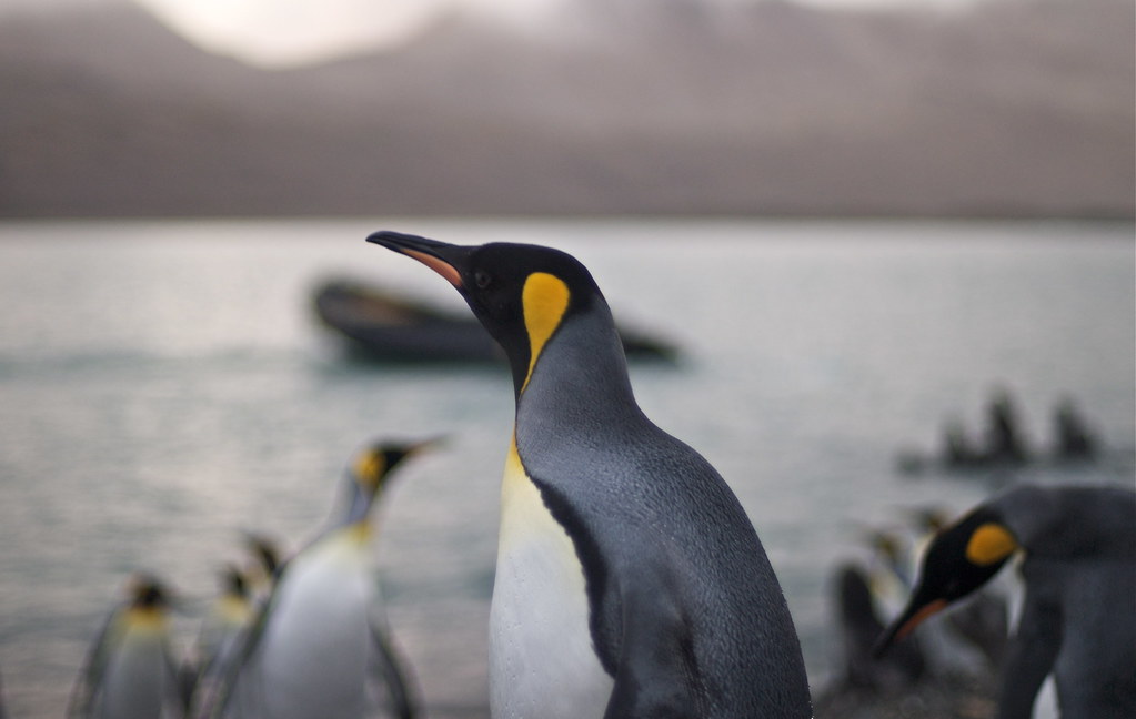 A king penguin with black, white, and yellow plumage stands near water.