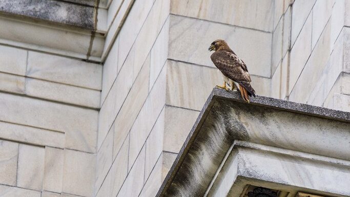 Red-tailed Hawk perched on the ledge of a building