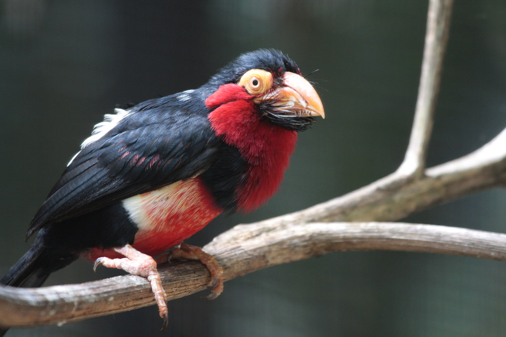 A colorful Bearded Barbet with red, black, and white plumage perches on a branch.