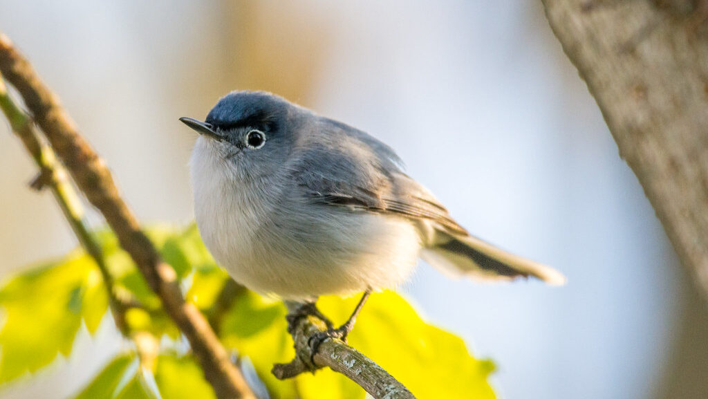 Blue-gray Gnatcatcher on a branch