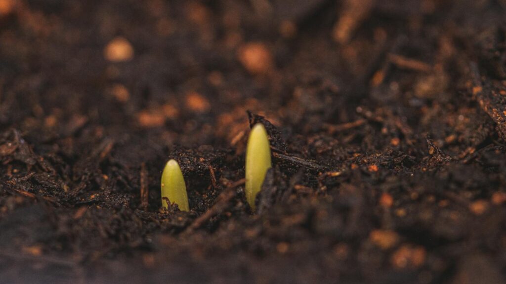Small green sprouts growing from wet cultivated soil