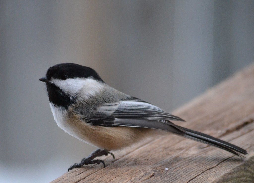 A Black-capped Chickadee perches on wood, showing its black cap and bib.
