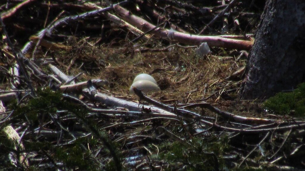 Eagle eggs nestled in a nest