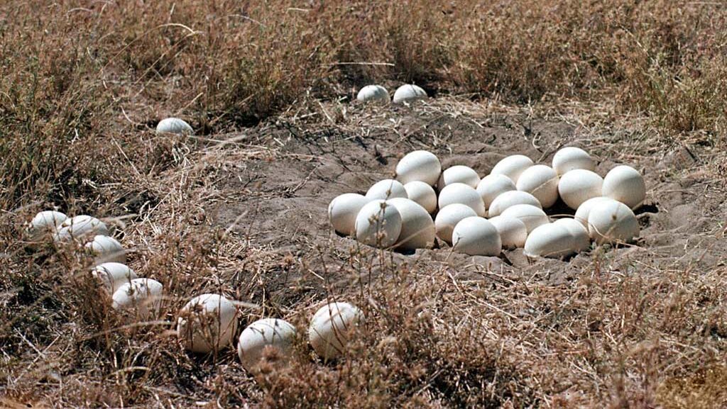 Large ostrich eggs resting in a shallow nest on the ground