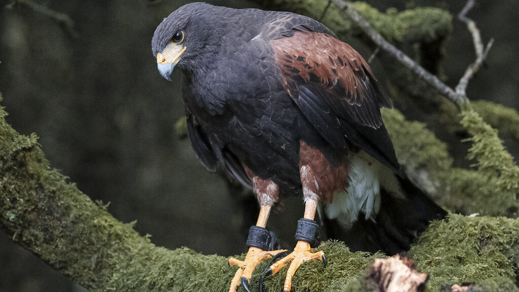 Female Harris' Hawk perched on a moss-covered tree