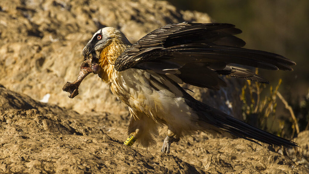 A Bearded Vulture with a pale head and dark wings holds a large bone in its beak.