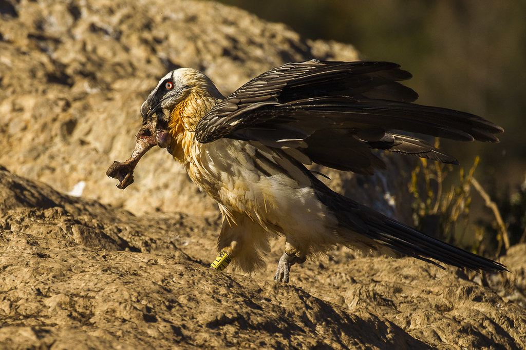 A Bearded Vulture with a pale head and dark wings holds a large bone in its beak.