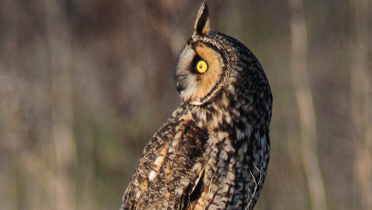 Northern Long-eared Owl turning its head
