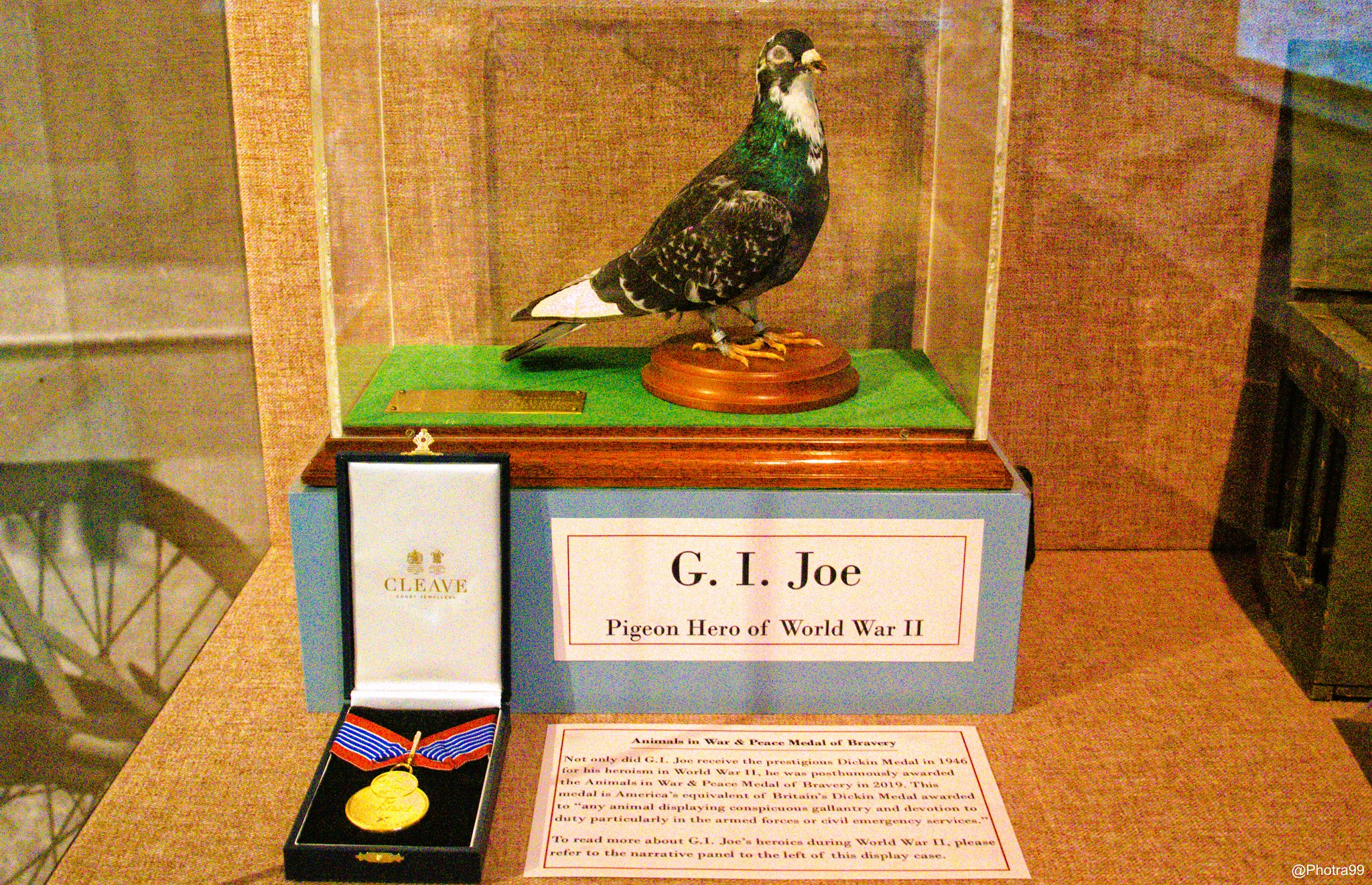A taxidermied pigeon, G.I. Joe, stands on a display with his medal from World War II.