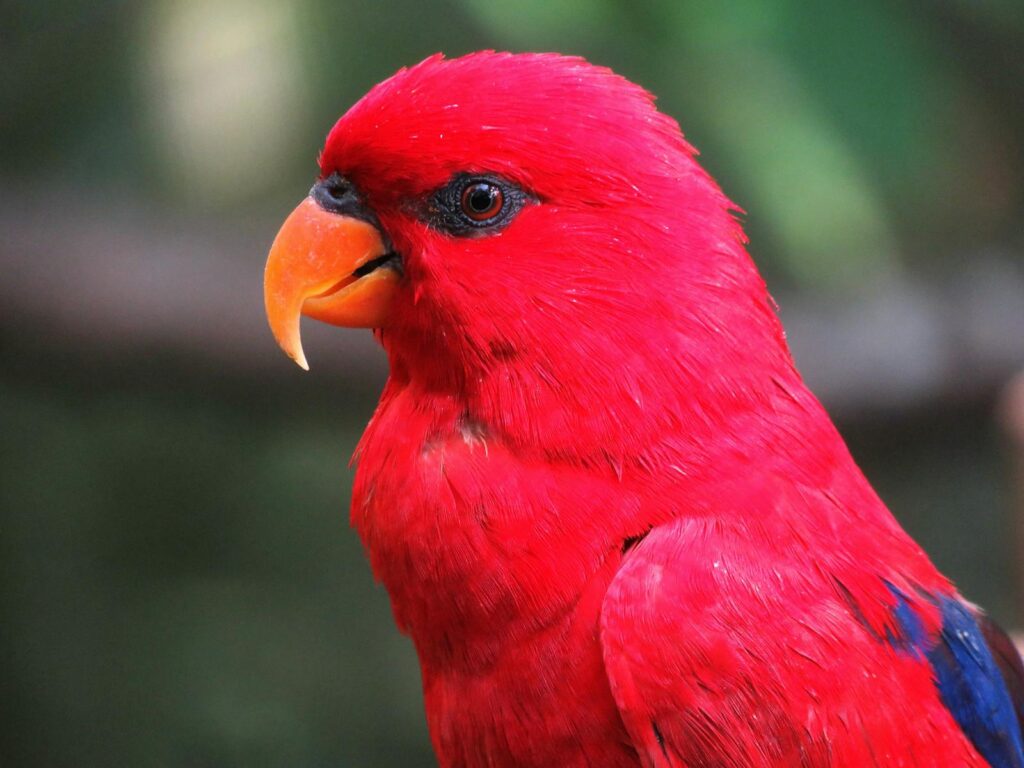 Close-up of vibrant red parrot with orange beak and lush plumage outdoors.