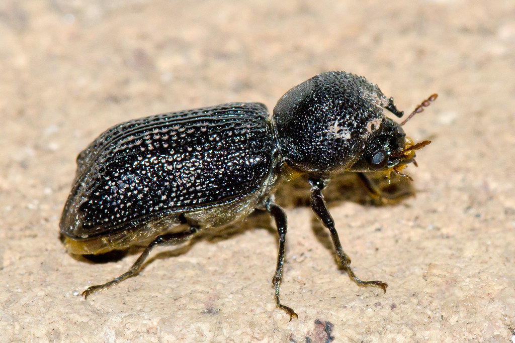 Dark, granular beetle in a close-up, showing legs and antennae.