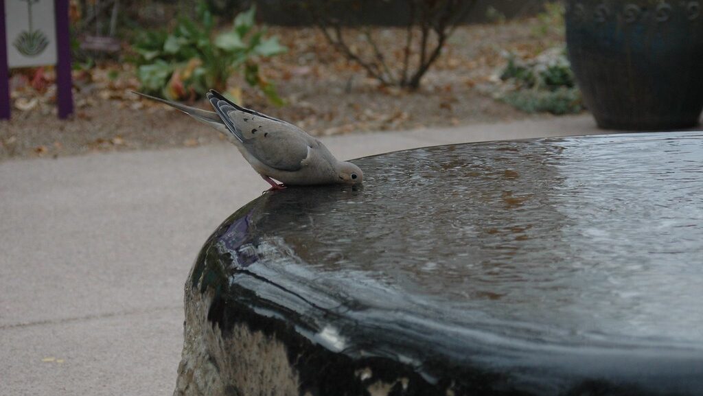Mourning Dove drinking water from a fountain