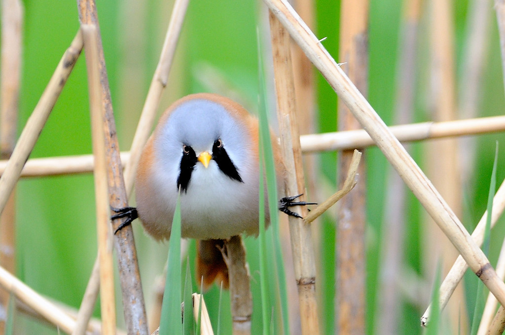 A bearded reedling with a gray head and black "mustache" perches among reeds.