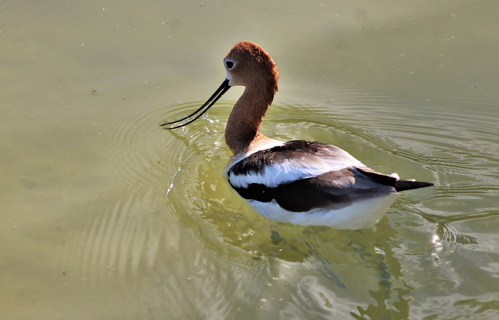 An American Avocet swims in calm water, showing its reddish neck and upturned beak.