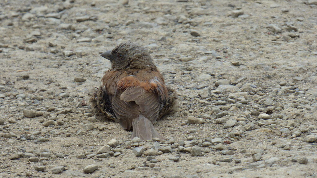 Small sparrow bird sitting and dust bathing on dry, dusty soil