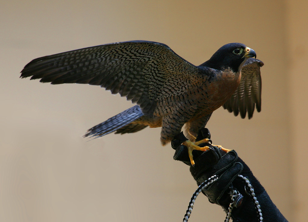 A peregrine falcon with outstretched wings perches on a gloved hand.