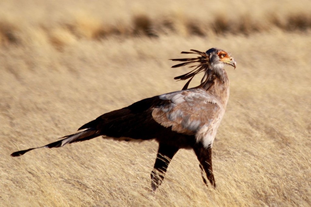 A Secretary Bird stands in tall, dry grass, showing its prominent crest.