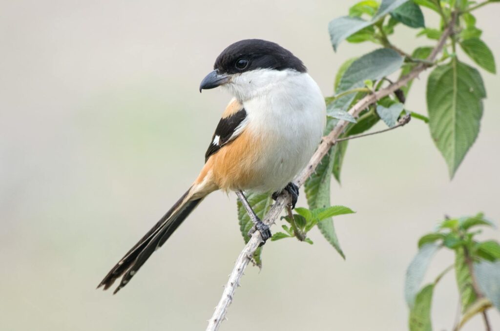 A Long-tailed Shrike perches on a branch, showing its black head and buff underparts.