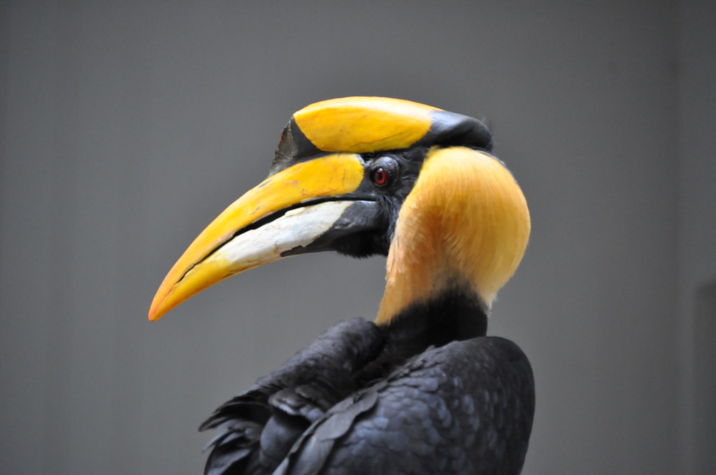 A close-up of a Great Hornbill showcases its large, yellow and black casque.