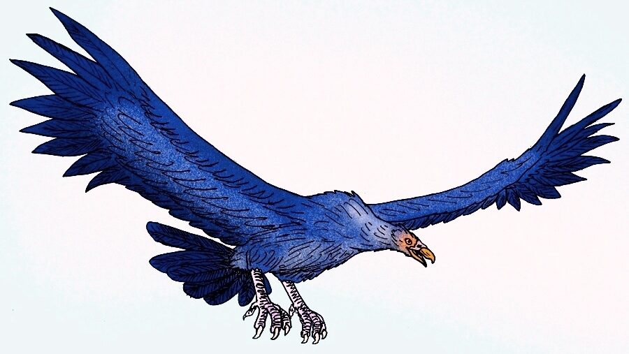 Illustration of Argentavis magnificens