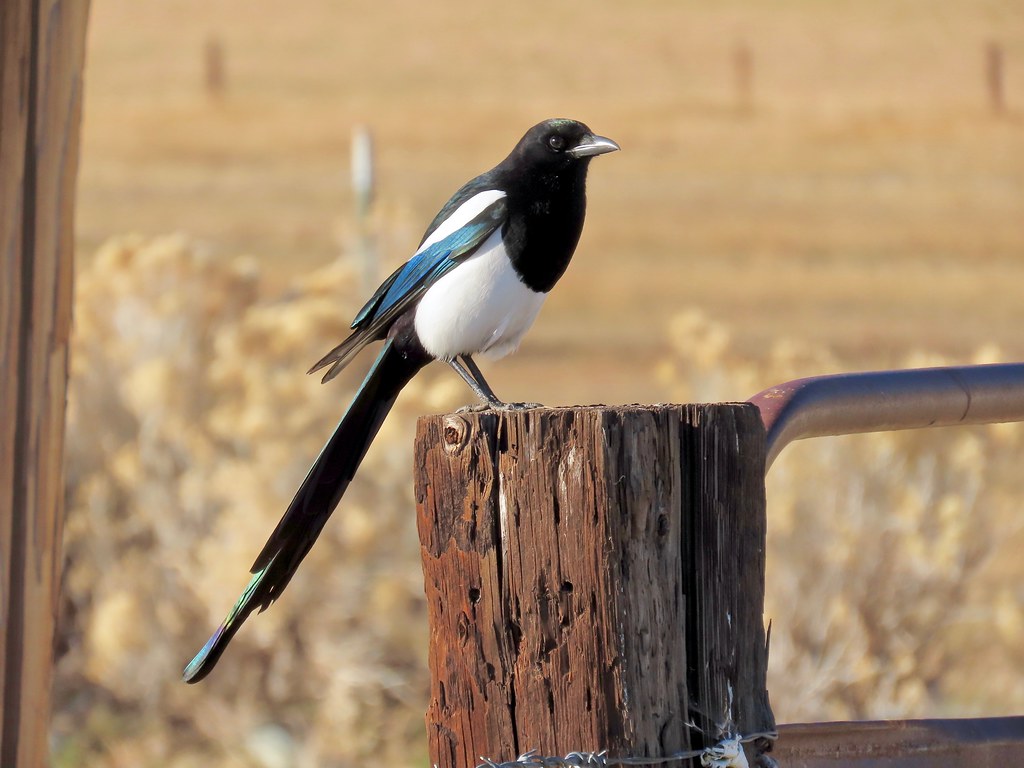 A black-billed magpie with striking black and white plumage perches on a weathered wooden post.