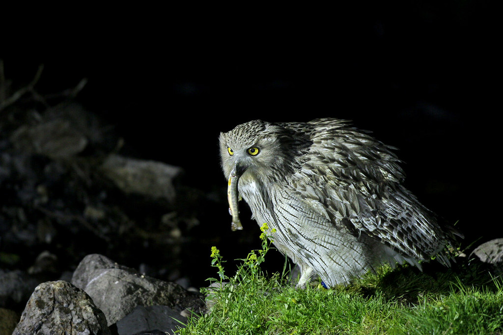 A Blakiston's Fish Owl with a fish in its beak stands on green grass against a dark background.