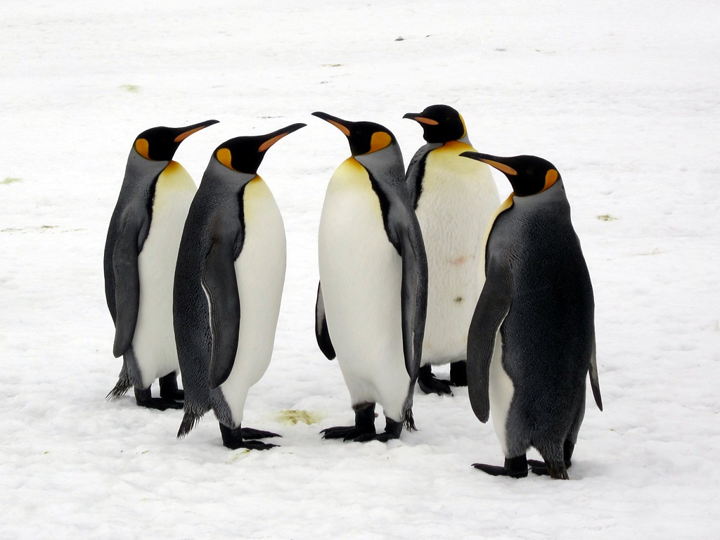 A group of five King penguins stands together on a snowy white surface.