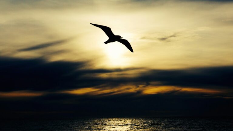 Silhouette of a bird soaring over water under cloudy skies with sunlight breaking through