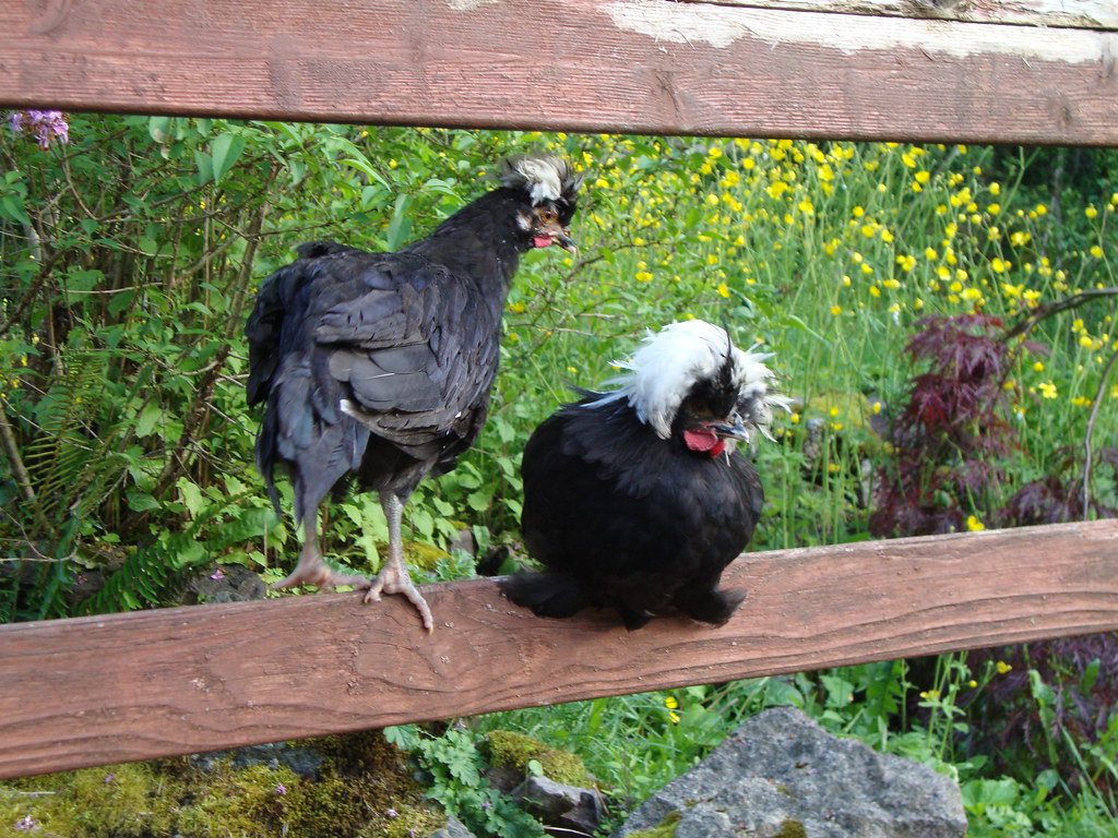 Two Polish chickens perch on a wooden fence.